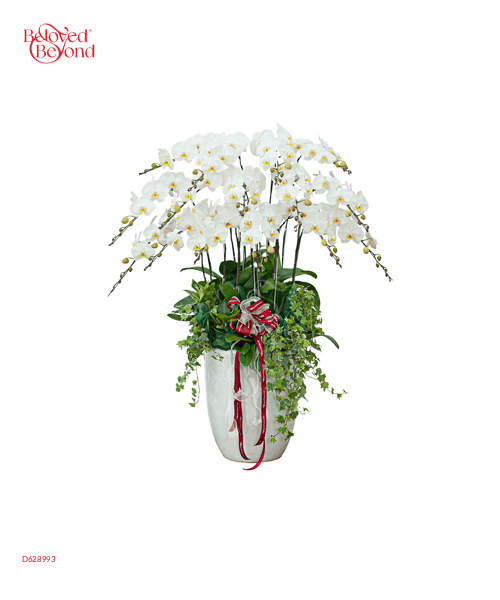 Chậu Lan Trắng 15 Cành - belovedbeyond.com