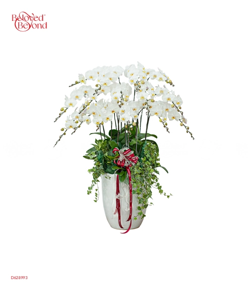 Chậu Lan Trắng 15 Cành - belovedbeyond.com