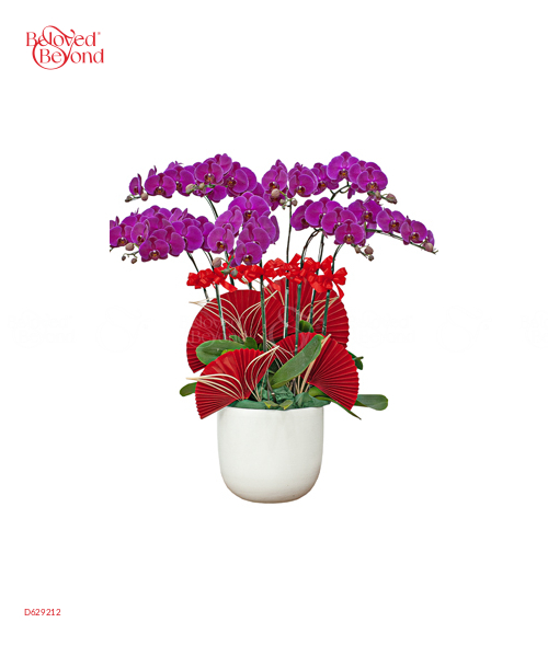 Chậu Hồ Điệp Tím 9 Cành - belovedbeyond.com
