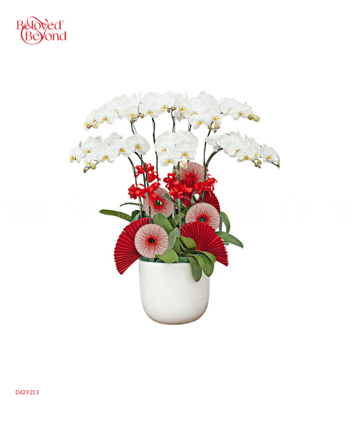 Chậu Hồ Điệp Trắng 10 Cành - belovedbeyond.com