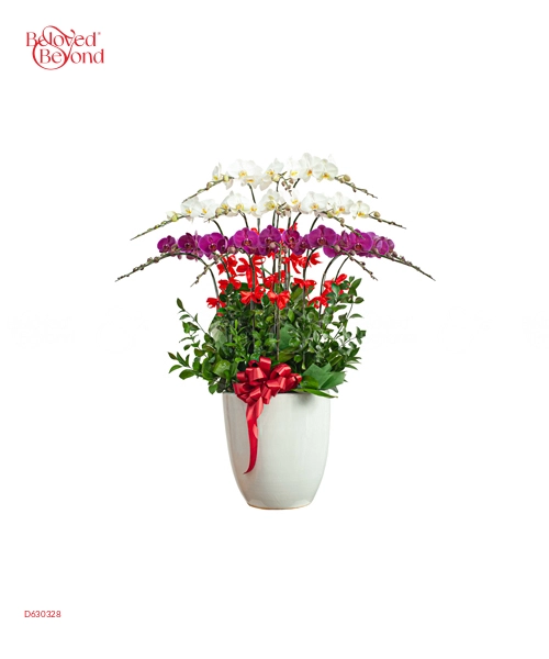Chậu Hồ Điệp 15 Cành 01 - belovedbeyond.com