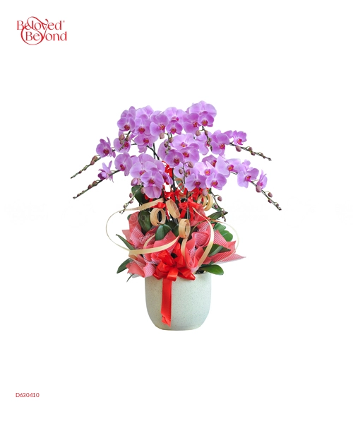 Hồ Điệp Đón Xuân 1 - belovedbeyond.com