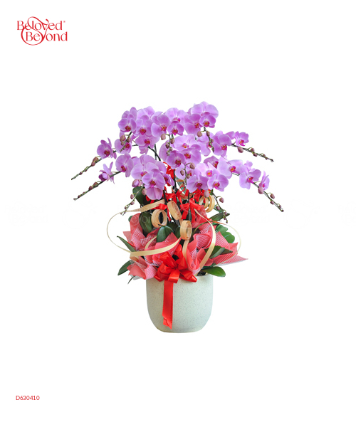 Hồ Điệp Đón Xuân 1 - belovedbeyond.com