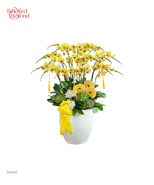 Chậu Lan Vàng 20 Cành - belovedbeyond.com