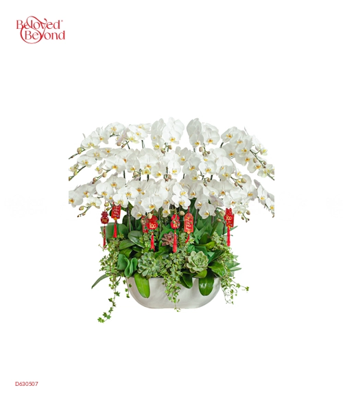 Chậu Lan Trắng 20 Cành - belovedbeyond.com
