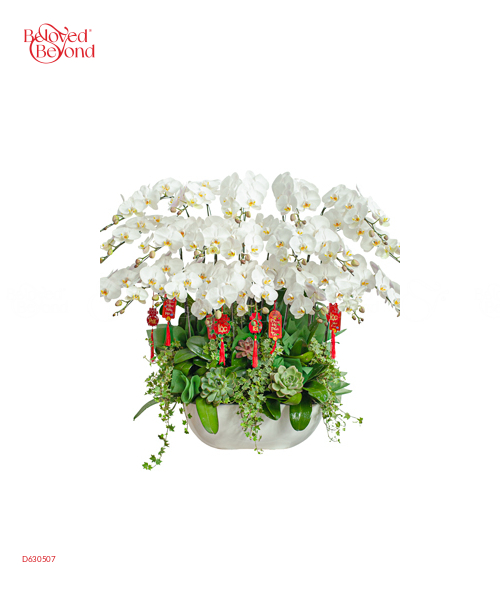 Chậu Lan Trắng 20 Cành - belovedbeyond.com