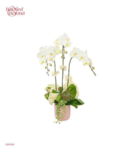 Thanh Lịch - belovedbeyond.com