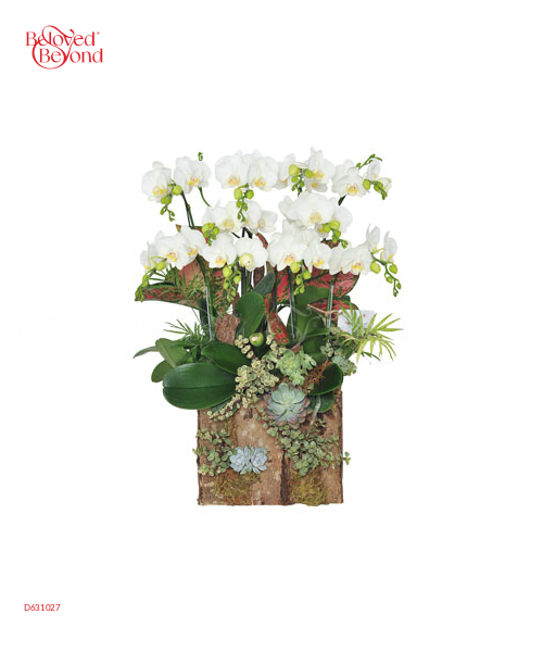 Trong Trẻo - belovedbeyond.com