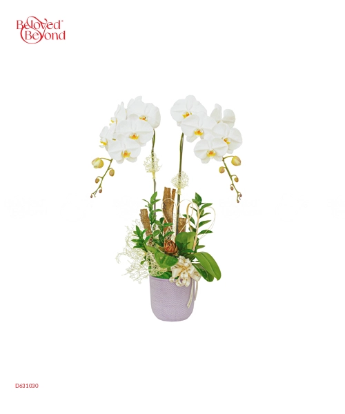 Majestic Orchid - belovedbeyond.com