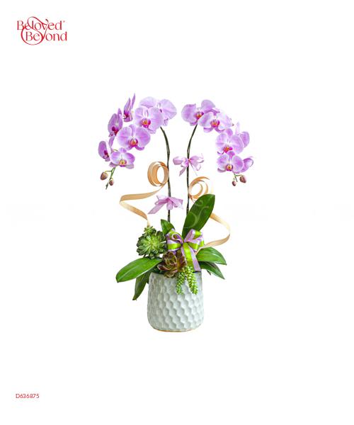 Hồng Phúc - belovedbeyond.com