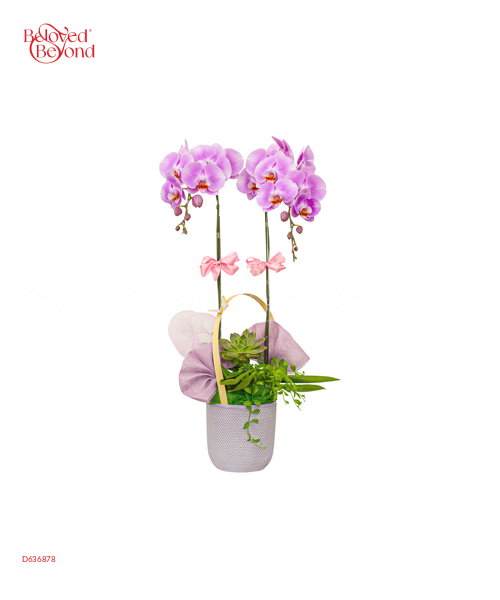 Sắc Hồng Thanh Tao - belovedbeyond.com