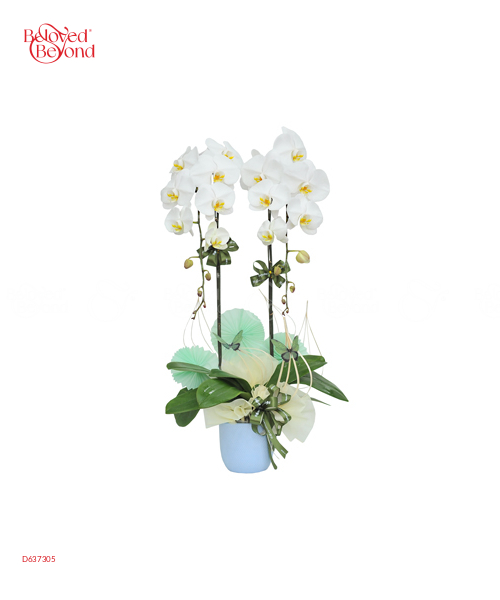 Bạch Điệp - belovedbeyond.com