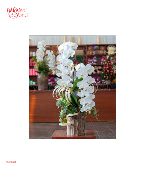 Hồ Điệp Cao Cấp 07 - belovedbeyond.com