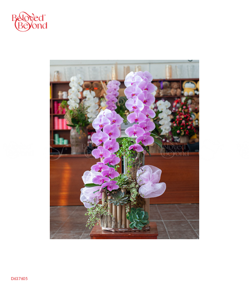 Hồ Điệp Cao Cấp 06 - belovedbeyond.com