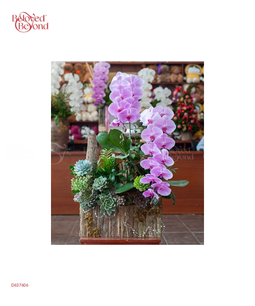 Hồ Điệp Cao Cấp 05 - belovedbeyond.com