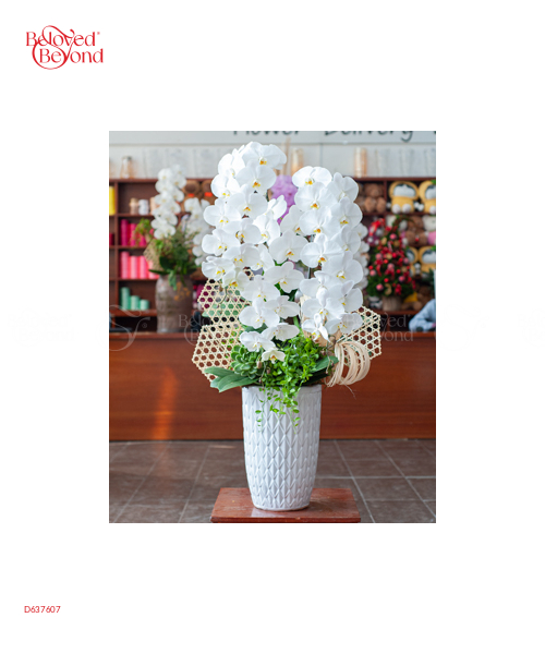 Hồ Điệp Cao Cấp 03 - belovedbeyond.com