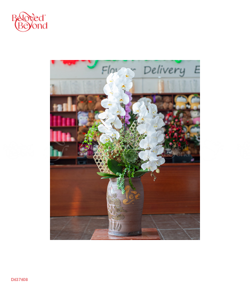 Hồ Điệp Cao Cấp 02 - belovedbeyond.com