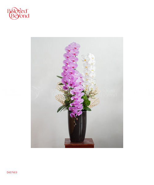Hồ Điệp Cao Cấp 11 - belovedbeyond.com