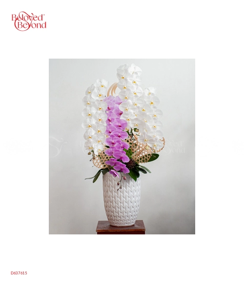 Hồ Điệp Cao Cấp 08 - belovedbeyond.com