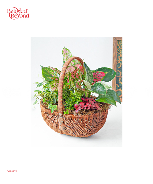 Giỏ Cây Xanh Mix - belovedbeyond.com