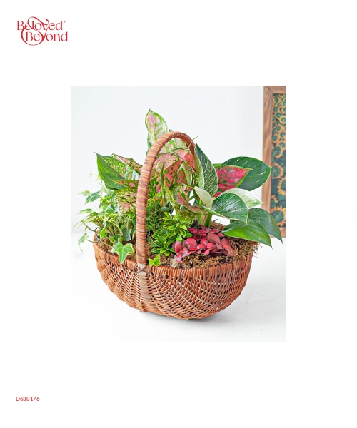 Giỏ Cây Xanh Mix - belovedbeyond.com