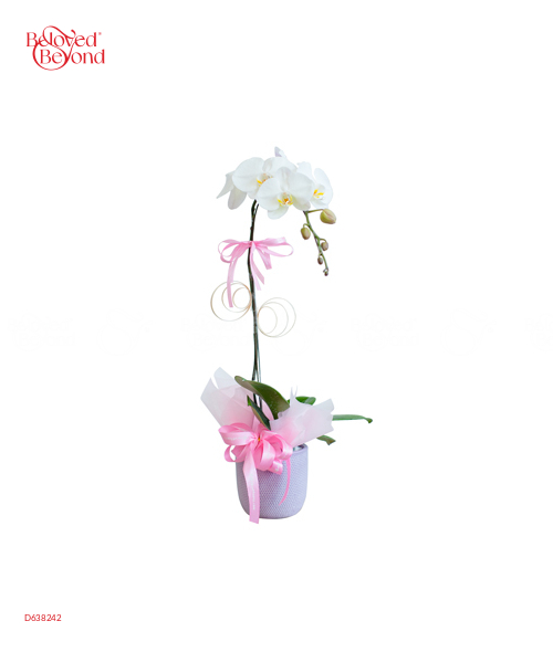Lan Hồ Điệp 8-3 Mẫu 13 - belovedbeyond.com