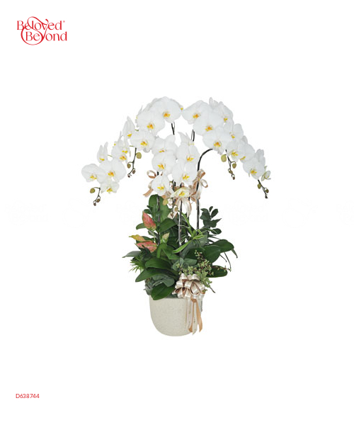 An Phúc - belovedbeyond.com