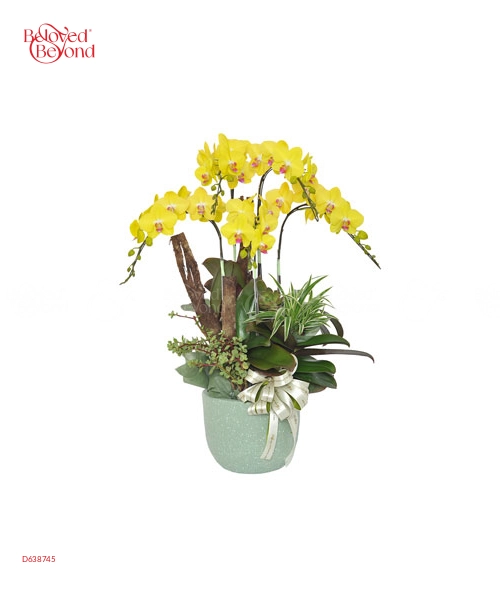 Kim Phúc Khai Hoa - belovedbeyond.com
