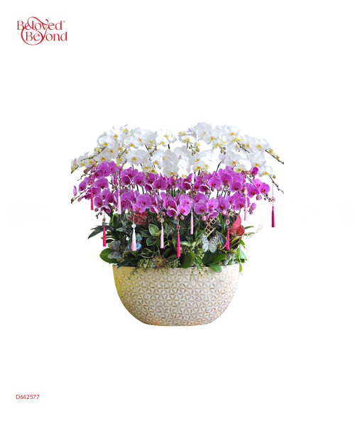 Nguyệt Minh Bình An - belovedbeyond.com
