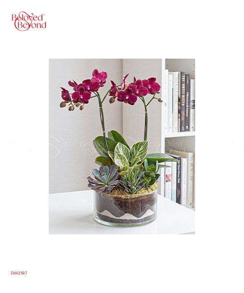 Hồ Điệp Mini 10 - belovedbeyond.com