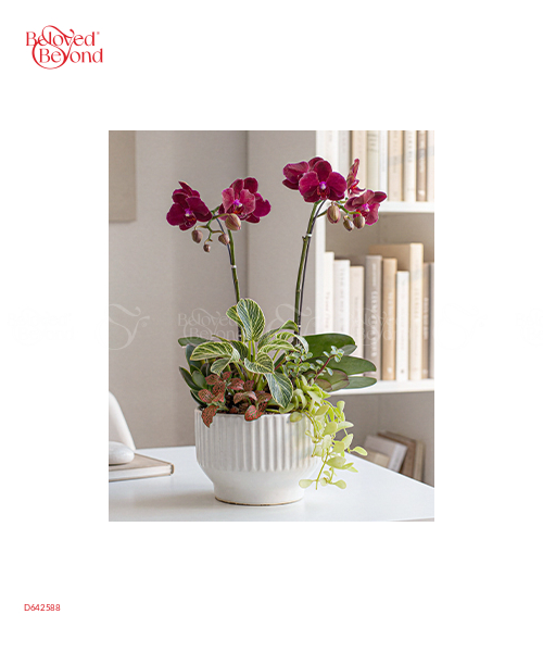 Hồ Điệp Mini 09 - belovedbeyond.com