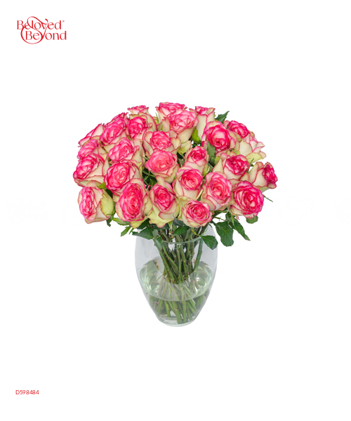 Bình Hồng Samilia 30 - belovedbeyond.com