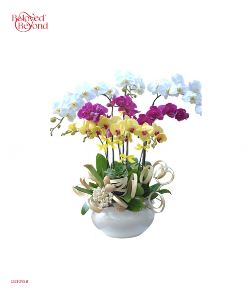 Cung Chúc Tân Niên - belovedbeyond.com