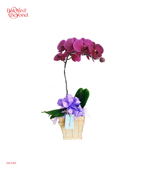 May Mắn - belovedbeyond.com