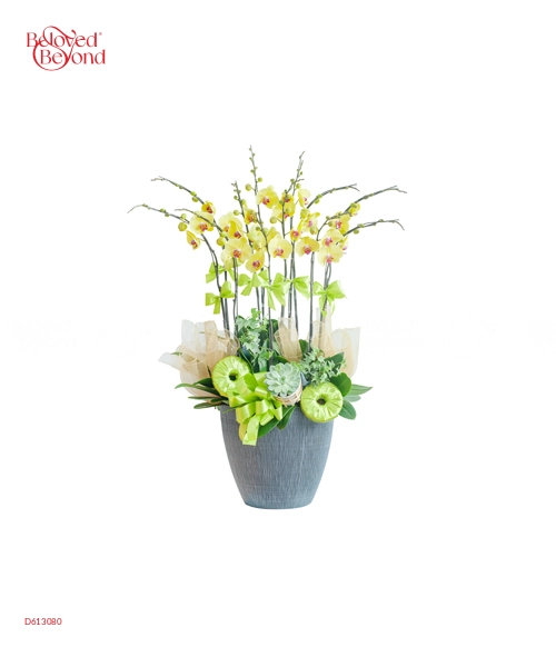 Lan Hồ Điệp Mẫu 6 - belovedbeyond.com