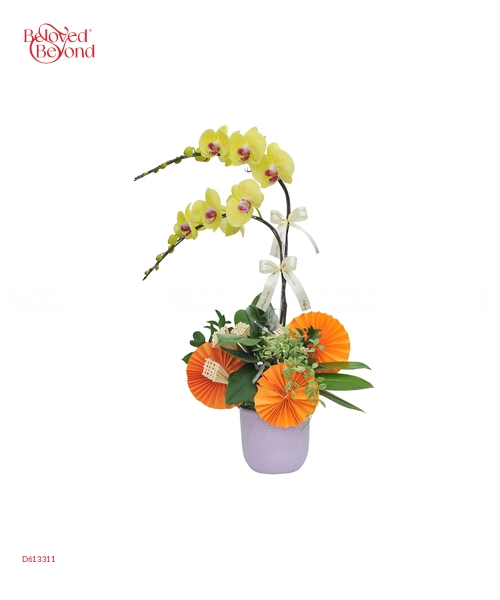 Lan Hồ Điệp Xuân Mẫu 9 - belovedbeyond.com