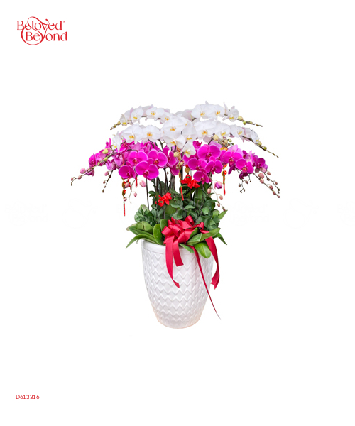 Lan Hồ Điệp Xuân Mẫu 13 - belovedbeyond.com