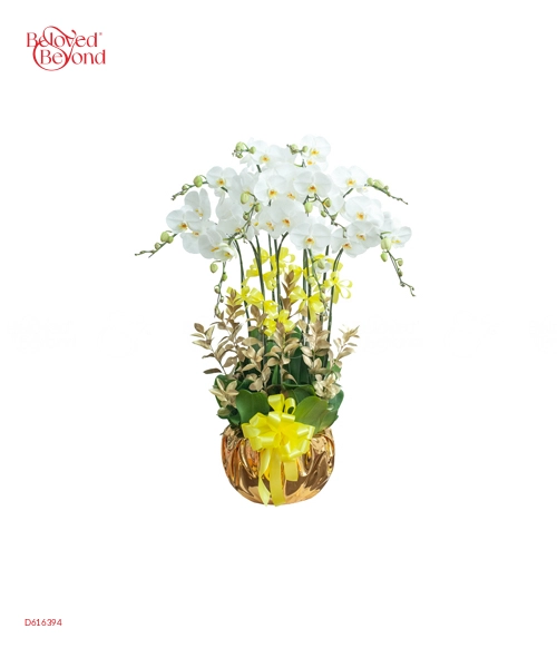 Elegance Orchid - belovedbeyond.com