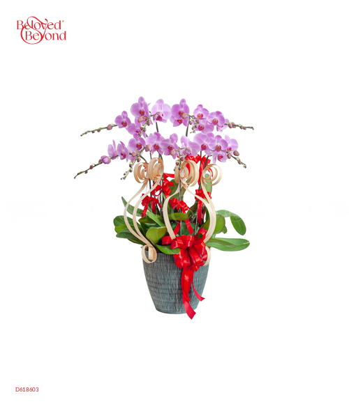 Lan Hồ Điệp Mẫu 9 - belovedbeyond.com