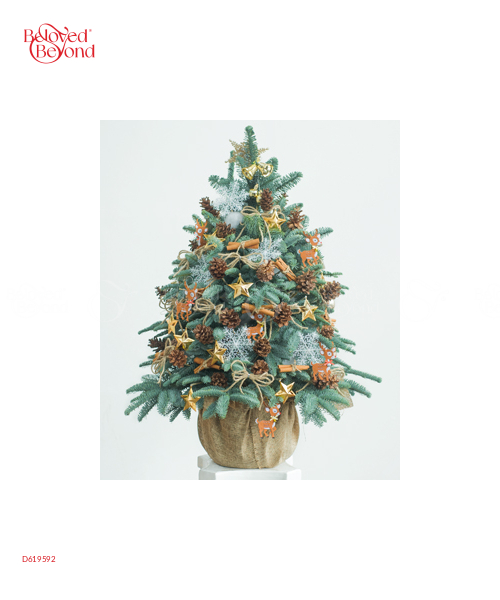 Thông Tươi Noel 80Cm 07 - belovedbeyond.com
