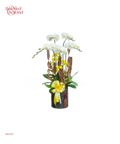 Hồ Điệp Trắng 1 - belovedbeyond.com