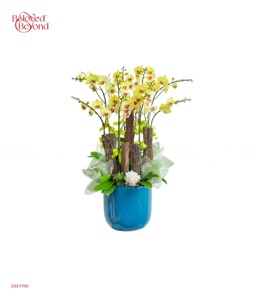 Hồ Điệp Vàng 2 - belovedbeyond.com
