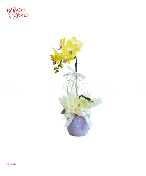 Hồ Điệp Hồng 1 - belovedbeyond.com
