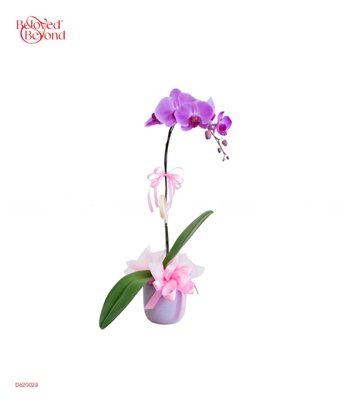 Hồ Điệp Mix Màu 04 - belovedbeyond.com