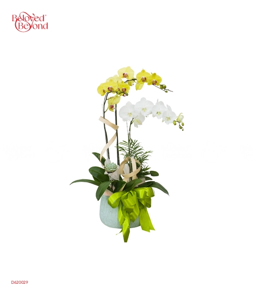 Hồ Điệp Mix Màu 03 - belovedbeyond.com