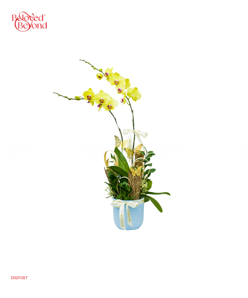 Hồ Điệp Vàng Chậu Sứ 05 - belovedbeyond.com