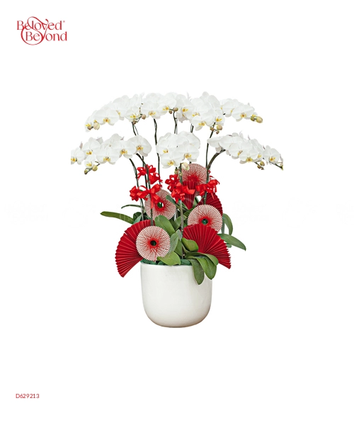 Chậu Hồ Điệp Trắng 10 Cành - belovedbeyond.com