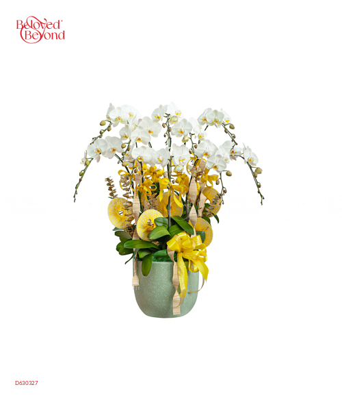 Chậu Hồ Điệp Trắng 10 Cành 02 - belovedbeyond.com
