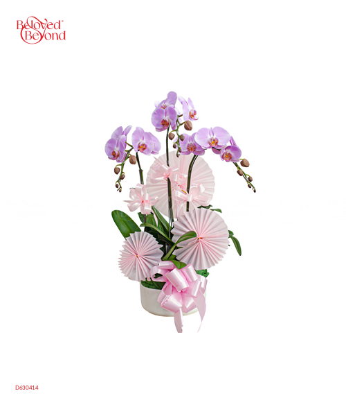 Hồ Điệp Hồng 6 - belovedbeyond.com