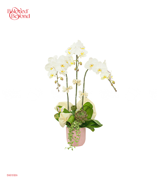 Thanh Lịch - belovedbeyond.com